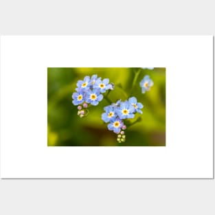 Forget Me Nots Posters and Art